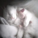 ✧･ﾟ: *✧･ﾟ Server Icon