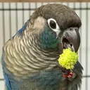 Birbland: A Welcoming Pet Bird and Parrot Community