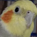 lextikxoxX'x blxX (Cockatiel's Club) discord icon