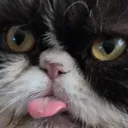 Kevin's Sillies || gg/PpAsEyWaQX server icon