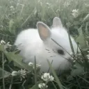 Love a cute bunni <3 discord icon