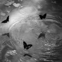 you give me/butterflies