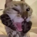 feline‘s territory server icon