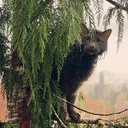 The Lost Forest