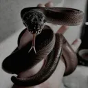 ☠ ⋆₊ ♱𝔄𝔯𝔰𝔢𝔫𝔦𝔠