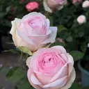 blossoming hospital