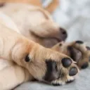 🐾🐾🐾