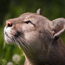 Nature Panthers Server Icon