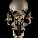 Skull's Tomb