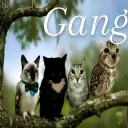 Gang Pojebów