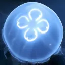 🪼+⁰·Jellyfish Reef·⁰+🪼