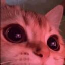 ₊˚⊹ ᰔ  Adult Cats  ᰔ ⊹˚₊ server icon