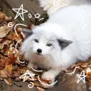 FOREST PETS
