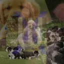 Creepy-pupsta's