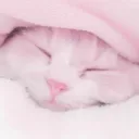 ᘏᘏ　　💌𓏼　　MeowMatch
