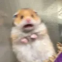 Hamsterdam