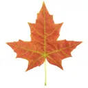 Server icon
