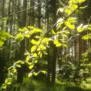 Forestry Dykyk