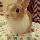 ᐢ..ᐢ carrotcomms . com