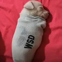 wsd