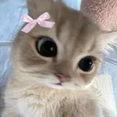 Kitten's Place discord icon