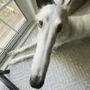 snoot