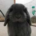 𐔌  𓂃  the bunny burrow  𓏵 ꒱