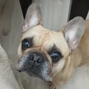 GOMODRILOZZZ