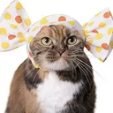 CAndy True (CAT)