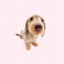 pupcake