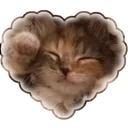 𝓒𝓱𝓲𝓮𝓯'𝓼 𝓒𝓪𝓽 𝓒𝓪𝓯𝓮! (16+!!!)