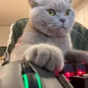 Gamer cats