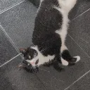 Trans Kitty Korner