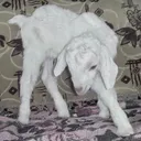 овечьи грёзы