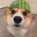 Corgi Community