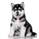 /siberian
