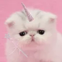 Moi moi meow! • bmf 🌸👹