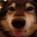 Kozy Kennel
