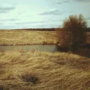 Fern Pasture