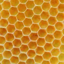 honeycomb Discord server icon