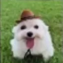 Bumpost Dillymaxxing v.2