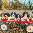 Puppies for adoption USA🇺🇸 Discord server icon