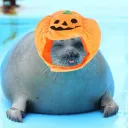 °‧࿔*:･ Spooky seal lounge server icon