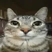 Catopia Official