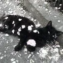 Kittens lounge Discord server icon