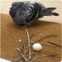 Pigeon's Create SMP server icon