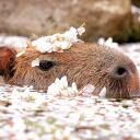 ˚⊱Capybara Sanctuary⊰˚ Icon