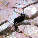 Warriors: Cats of the Rising Sun [18+]