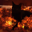 Kitty Kat (spooktober!)🎃🦇 icon
