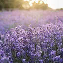 [ 🌈Ｌａｖａｎｄｅｒ Ｇａｒｄｅｎ ] discord icon